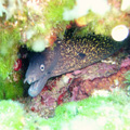 Buceo - profundidades de Elba